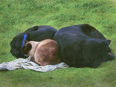 We love our new home Our Adopted Pets