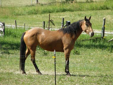 Rescue Horses